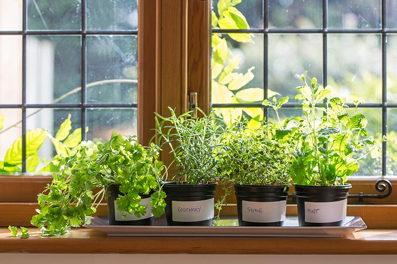 How to grow herbs indoors this winter