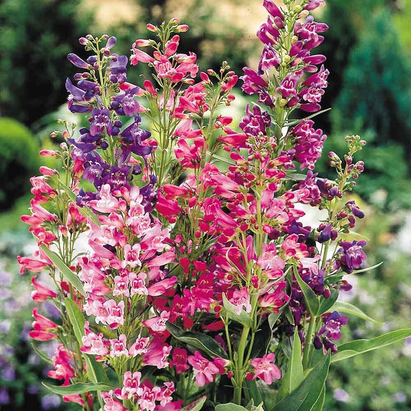 Perennial Plants to Cut Back or Prune in the Fall