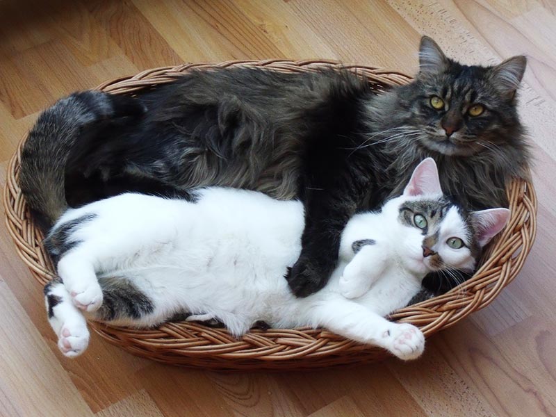 9 Signs Your Cat Actually Loves You