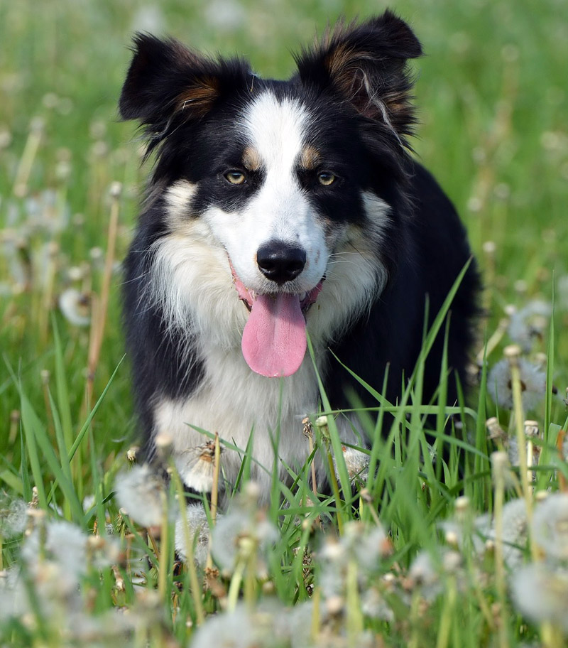 Top 4 Commonly Misunderstood Dog Breeds
