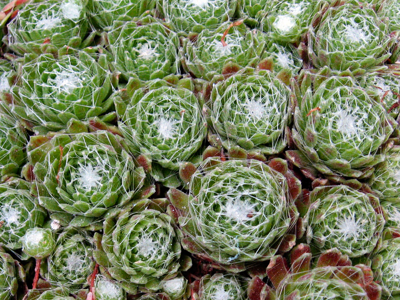 Mix and Match These 10 Outstanding Succulents 