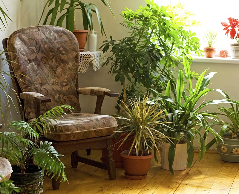 How House Plants Keep You Healthy