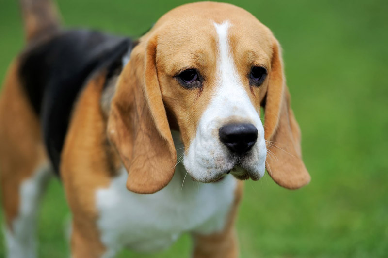 The World's 10 Hardest Dog Breeds to Train