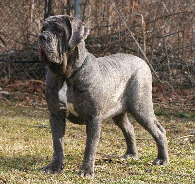 Dog Breed Facts and Info - Neapolitan Mastiff