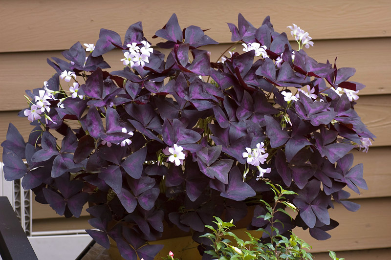 Magical Purple Shamrock - Info and Care