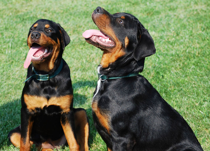 Top 4 Commonly Misunderstood Dog Breeds