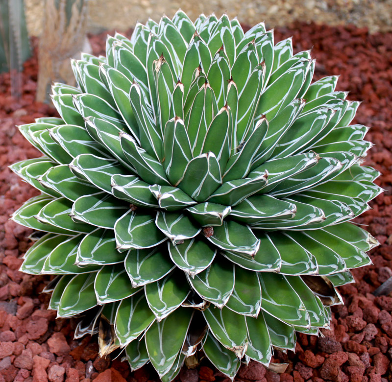 Mix and Match These 10 Outstanding Succulents 