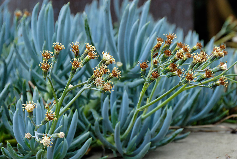 Mix and Match These 10 Outstanding Succulents 
