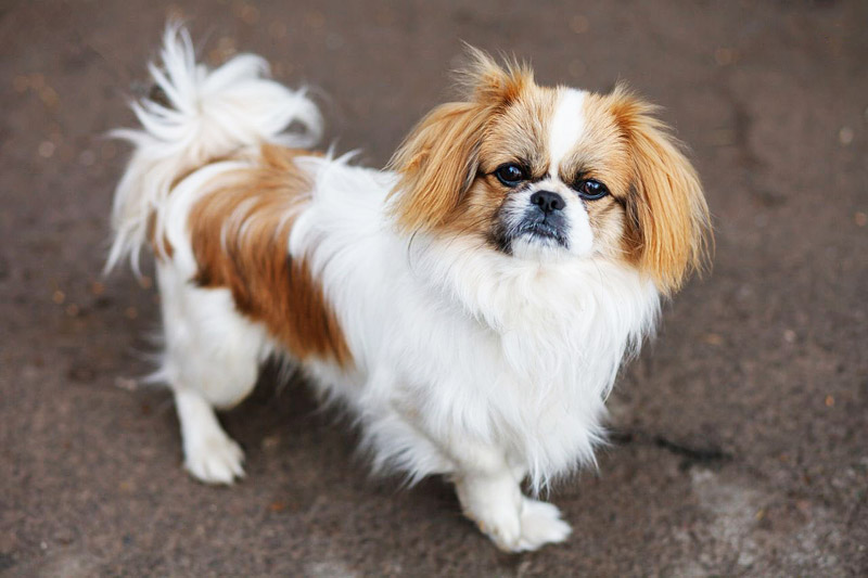 The World's 10 Hardest Dog Breeds to Train