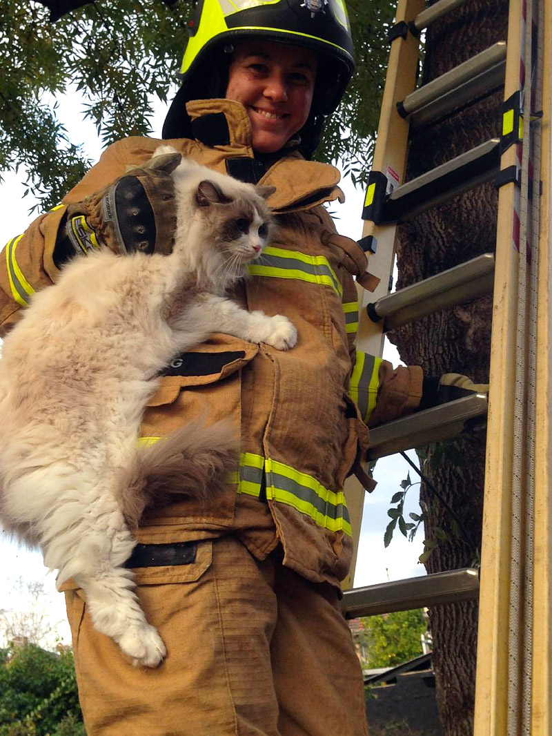 How to Get a Cat Down From a Tree