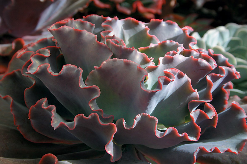 Mix and Match These 10 Outstanding Succulents 