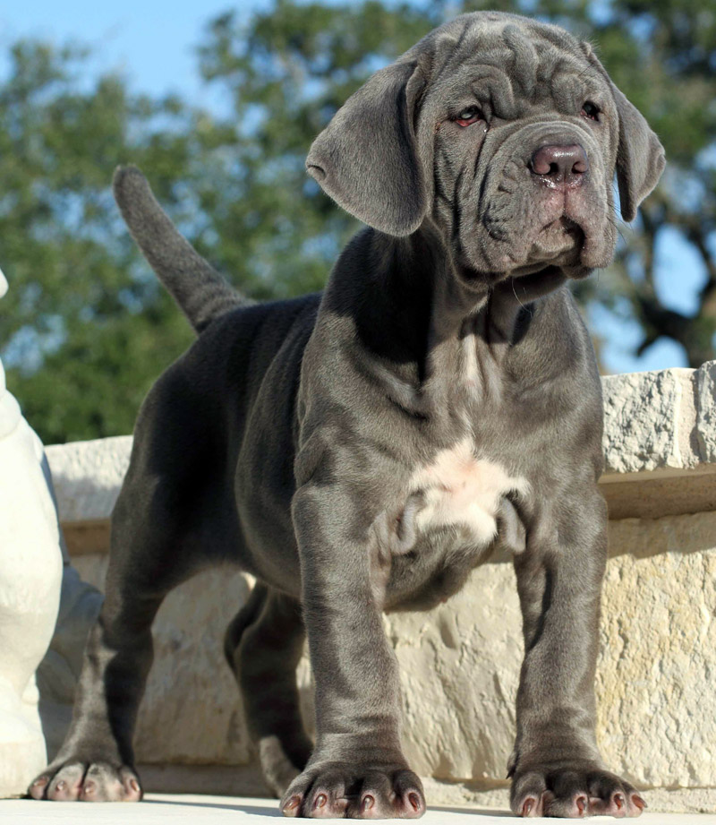 Dog Breed Facts and Info - Neapolitan Mastiff