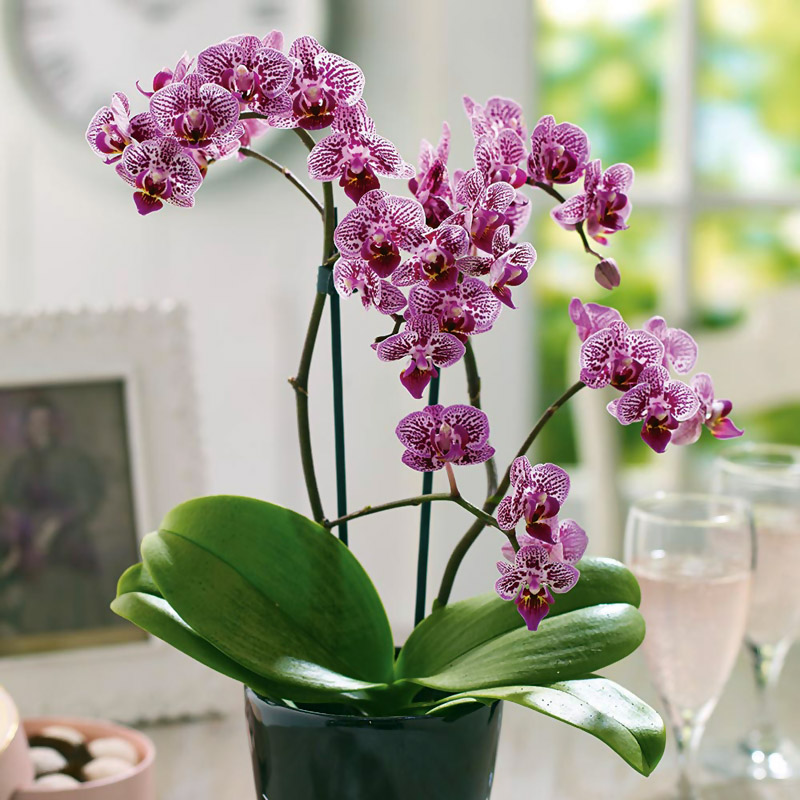 Top 3 Ideal Plants for City Living