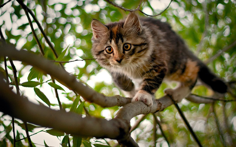 How to Get a Cat Down From a Tree