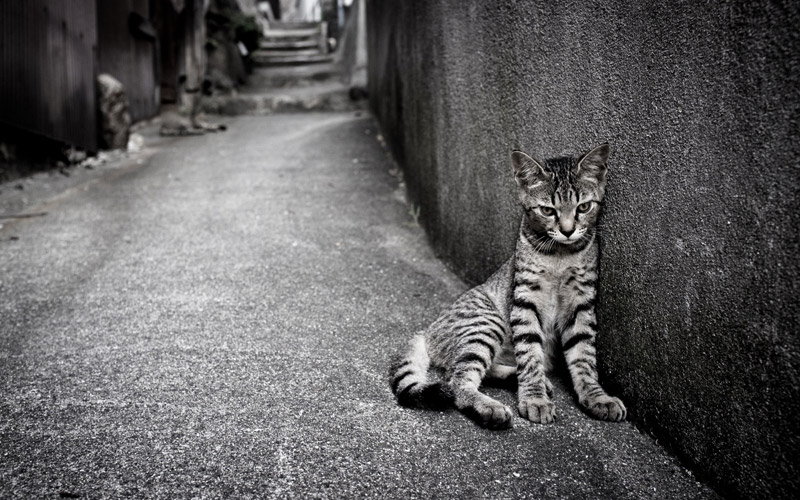 How to Help Homeless Cats in the Winter 