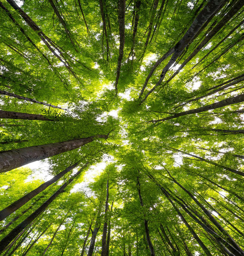You Need To Try Japanese Forest Bathing