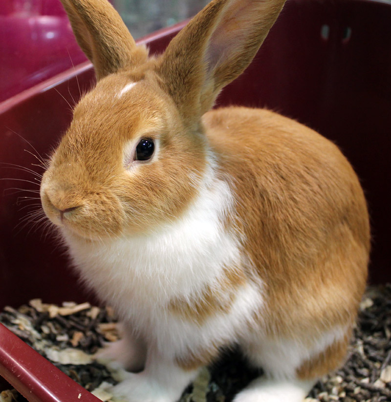 How to Litter Train Your Rabbit