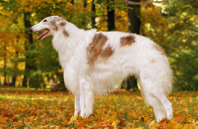 The World's 10 Hardest Dog Breeds to Train