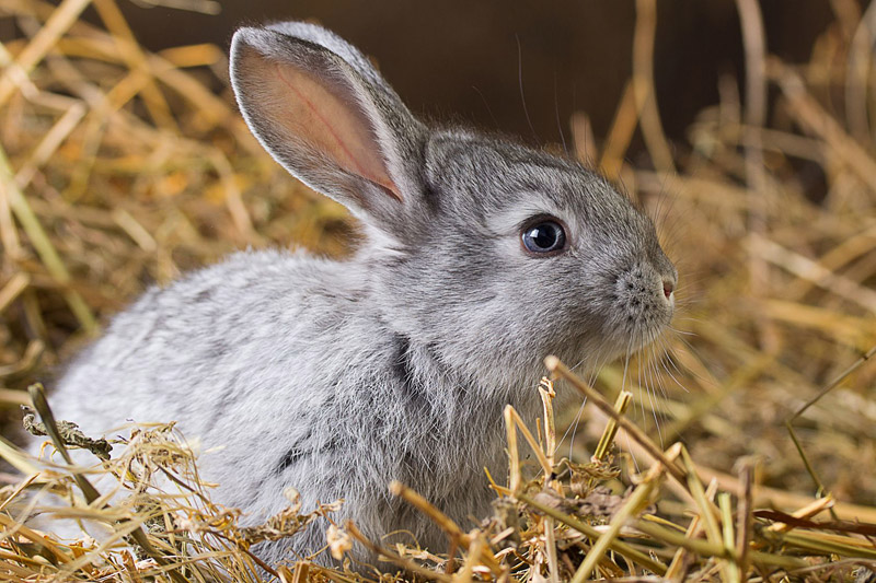 How to Litter Train Your Rabbit