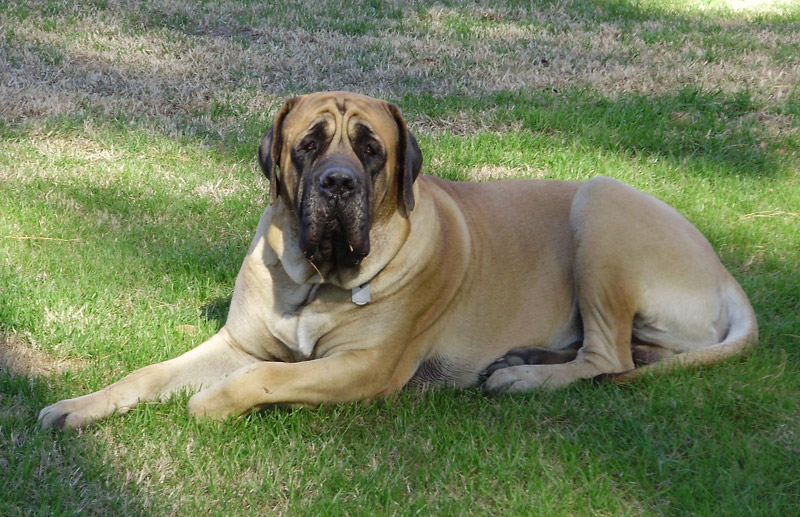 Check Out The World's Largest Dog Breeds