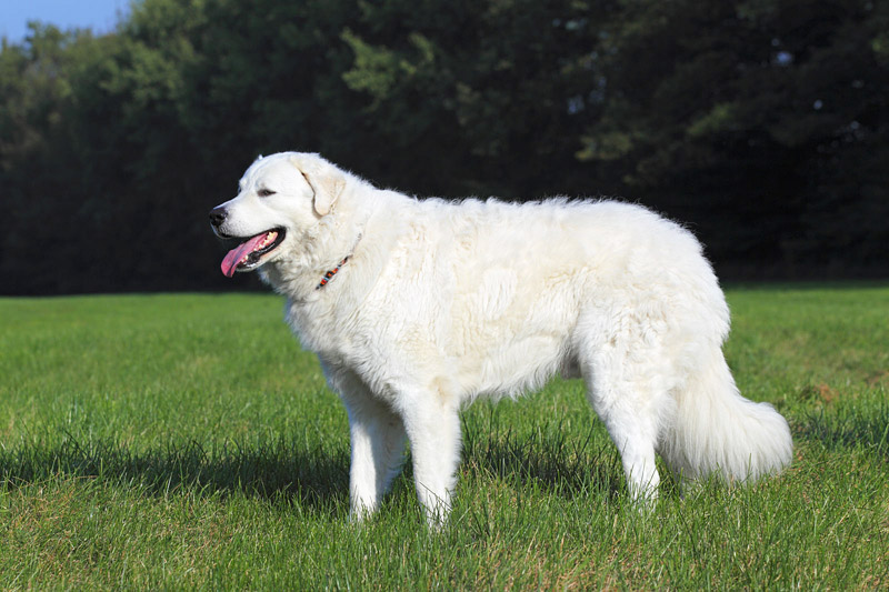 Check Out The World's Largest Dog Breeds