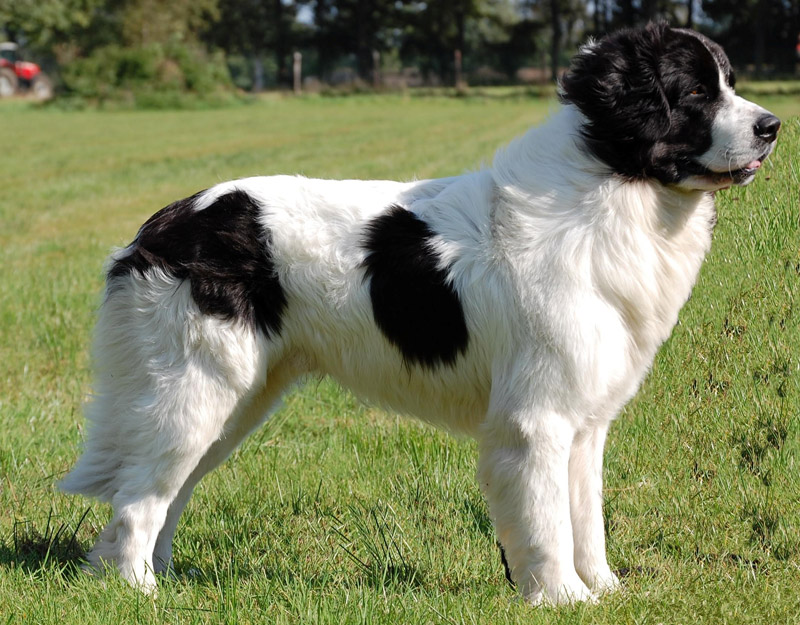 Check Out The World's Largest Dog Breeds