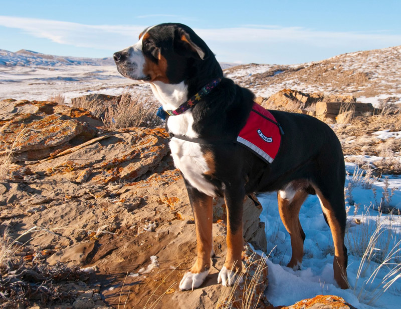 Check Out The World's Largest Dog Breeds