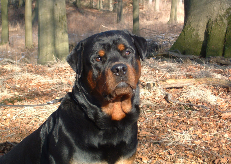 Check Out The World's Largest Dog Breeds