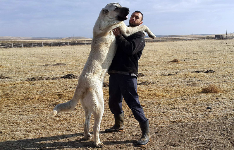 Check Out The World's Largest Dog Breeds