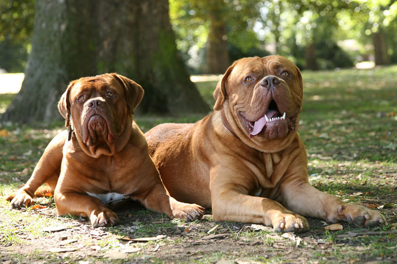 Check Out The World's Largest Dog Breeds