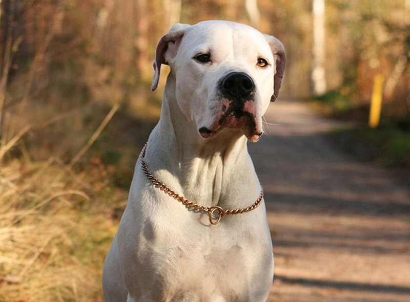 Check Out The World's Largest Dog Breeds