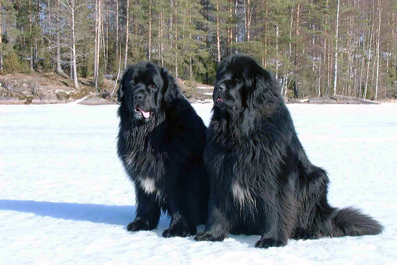 Check Out The World's Largest Dog Breeds