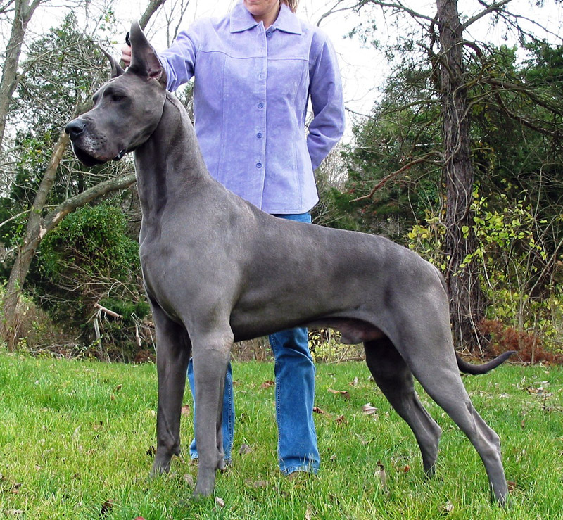 Check Out The World's Largest Dog Breeds