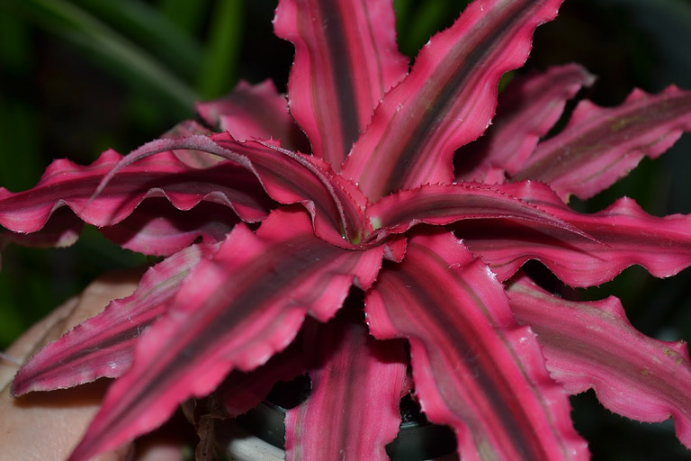 How to Grow Cryptanthus Inside