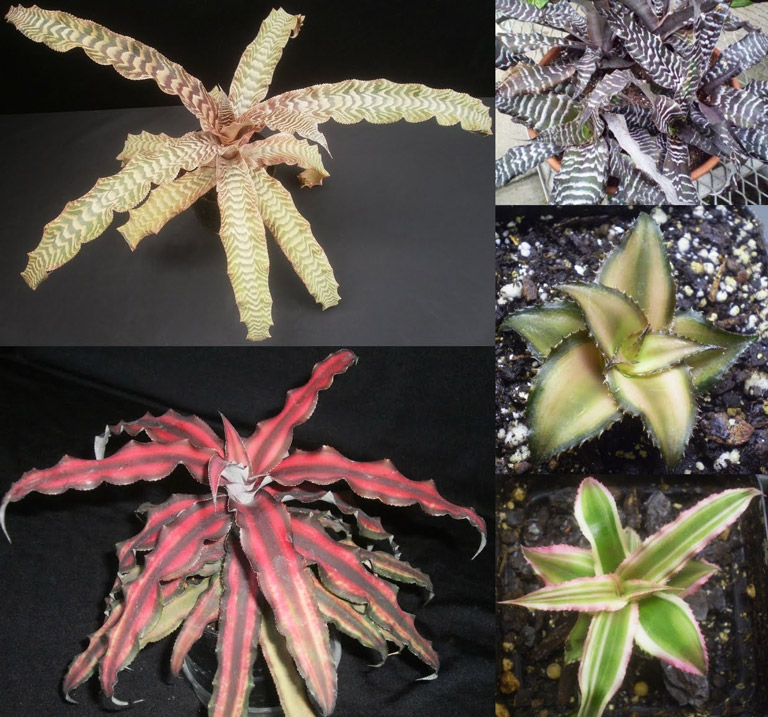 How to Grow Cryptanthus Inside