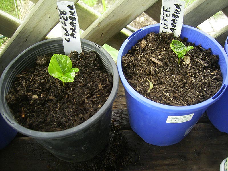 How to Grow a Coffee Plant