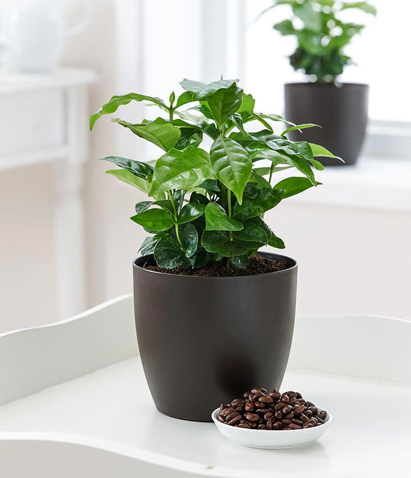 How to Grow a Coffee Plant