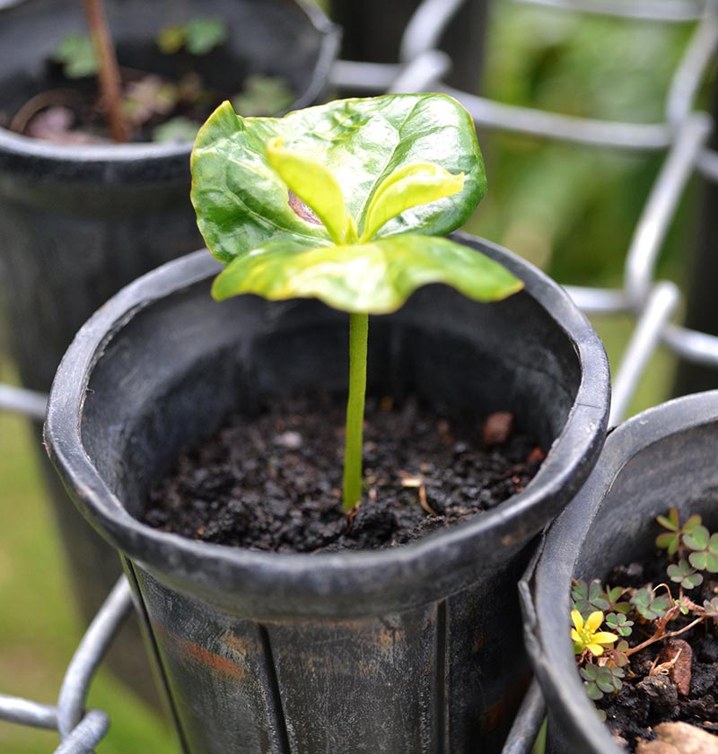 How to Grow a Coffee Plant