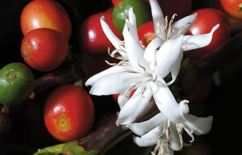 How to Grow a Coffee Plant
