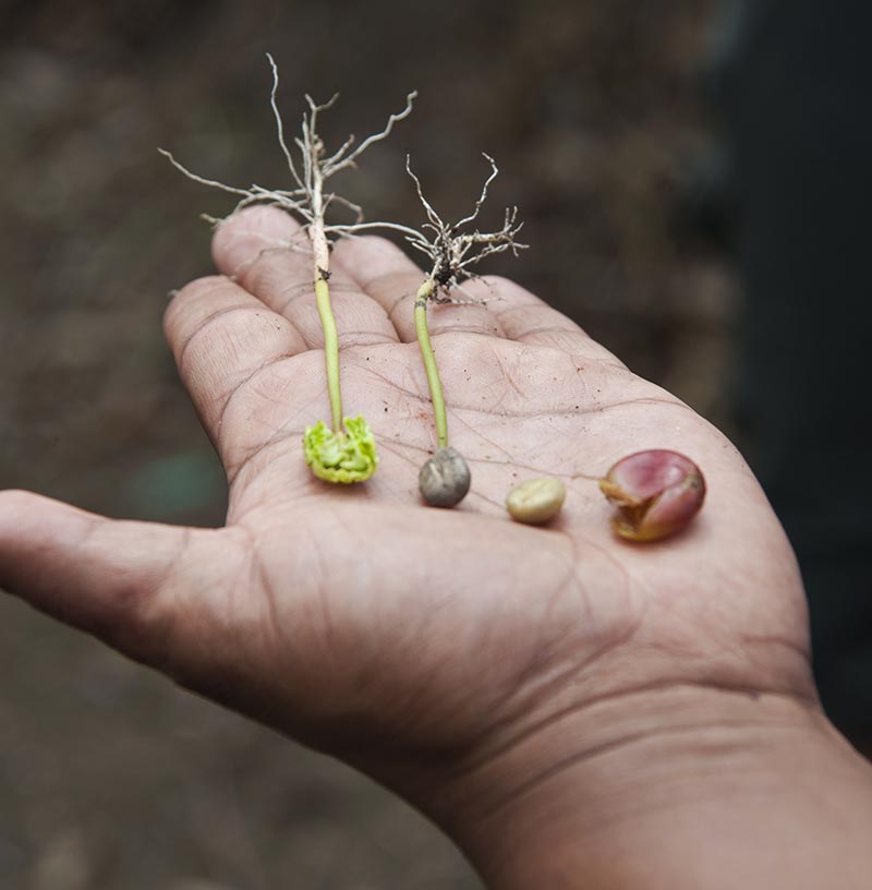 How to Grow a Coffee Plant