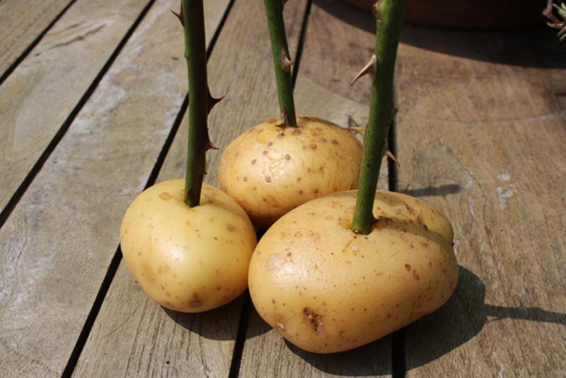 How to Take Rose Cuttings and Grow Roses in Potatoes