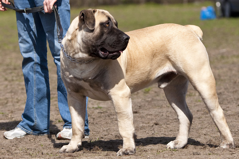 Check Out The World's Largest Dog Breeds