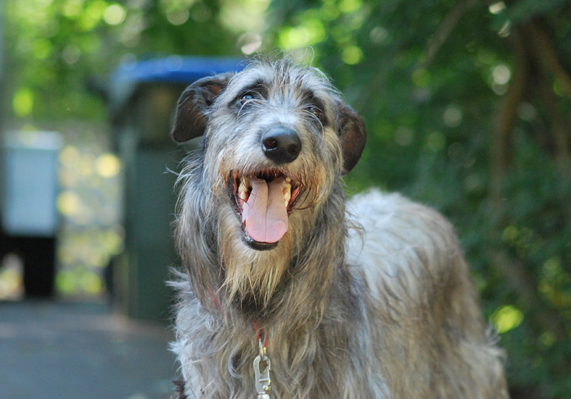 Check Out The World's Largest Dog Breeds