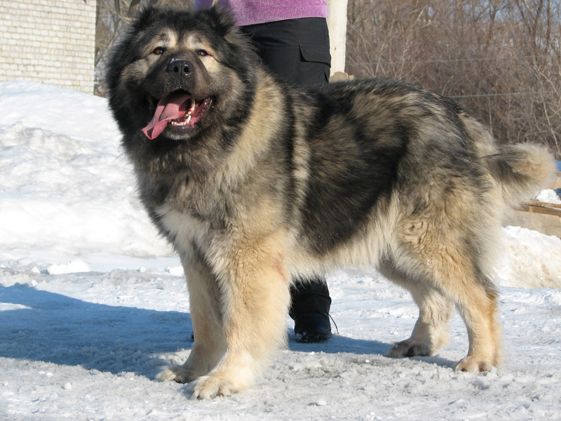 Check Out The World's Largest Dog Breeds