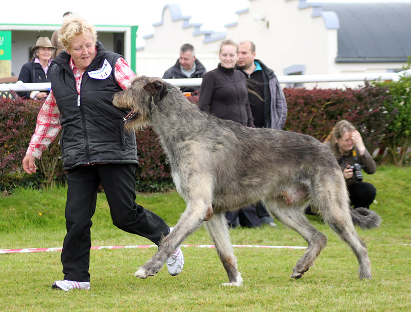 Check Out The World's Largest Dog Breeds