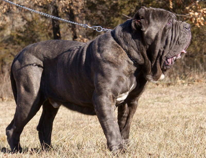 Check Out The World's Largest Dog Breeds