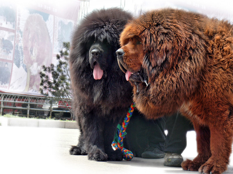 Check Out The World's Largest Dog Breeds