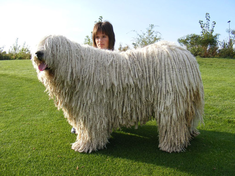 Check Out The World's Largest Dog Breeds