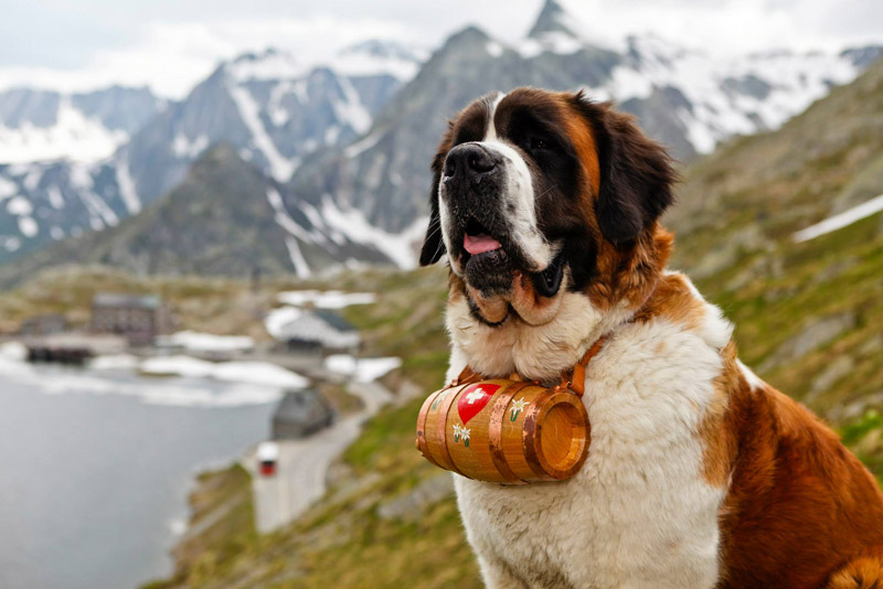 Check Out The World's Largest Dog Breeds