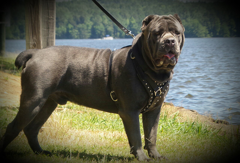 Check Out The World's Largest Dog Breeds